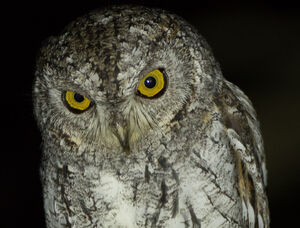 Talloos boycot jeugd Oriental Scops Owl - Otus sunia