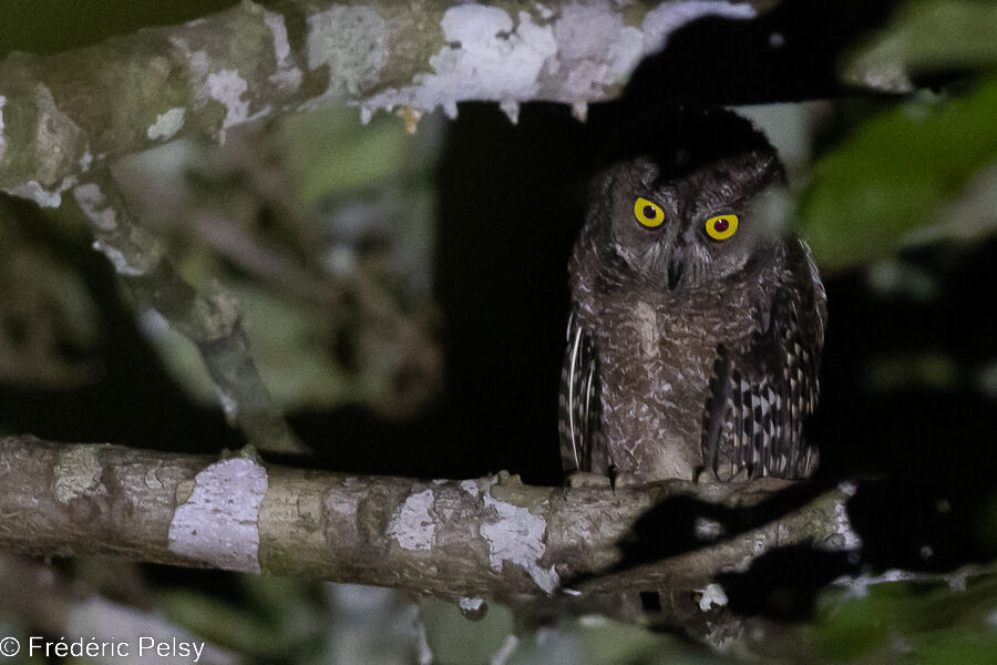 Biak Scops Owl