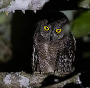 Biak Scops Owl