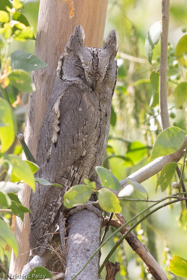 Pallid Scops Owl