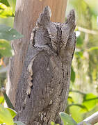 Pallid Scops Owl