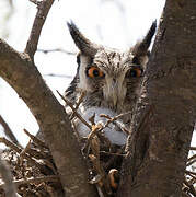 Southern White-faced Owl