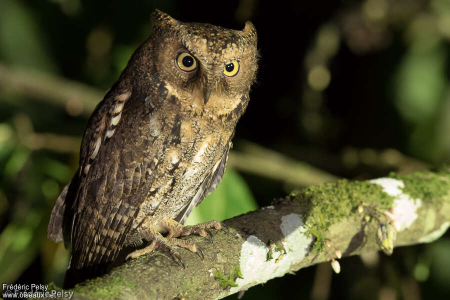 Sulawesi Scops Owladult, identification