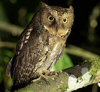 Sulawesi Scops Owl