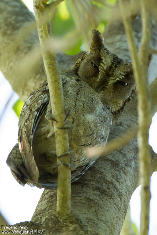 Mantanani Scops Owladult, identification