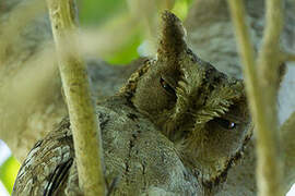 Mantanani Scops Owl