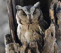 Indian Scops Owl