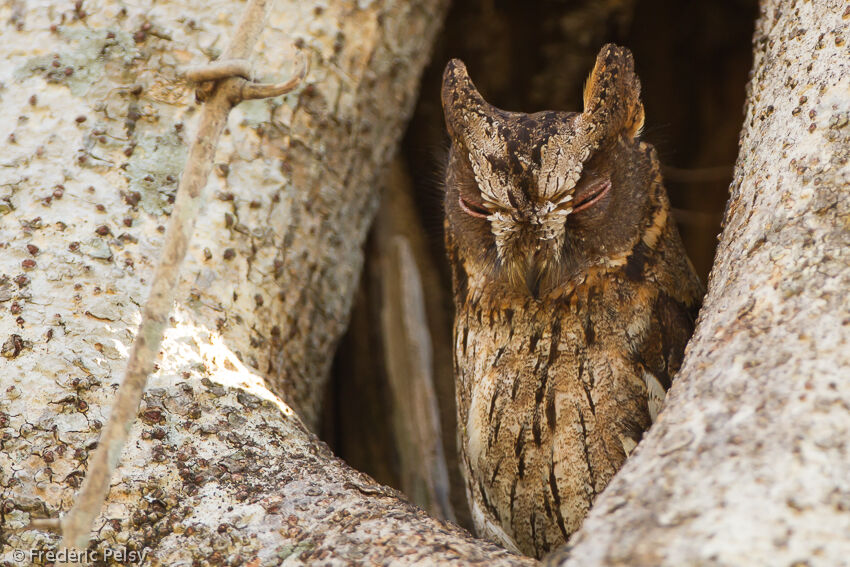 Rainforest Scops Owladult