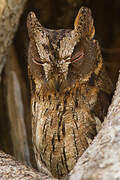 Rainforest Scops Owl