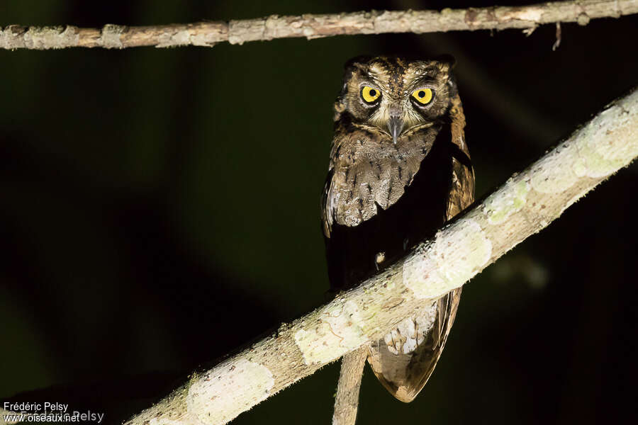 Moluccan Scops Owl