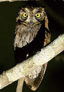 Moluccan Scops Owl