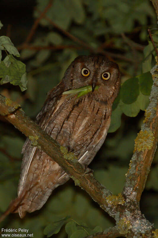 Petit-duc scopsadulte, régime, mange