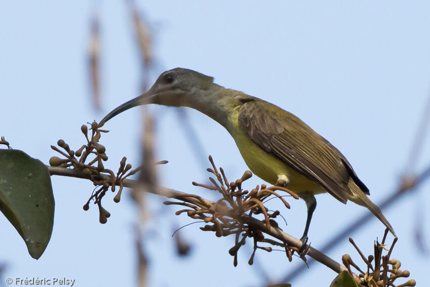 Little Spiderhunteradult