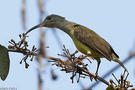 Little Spiderhunter