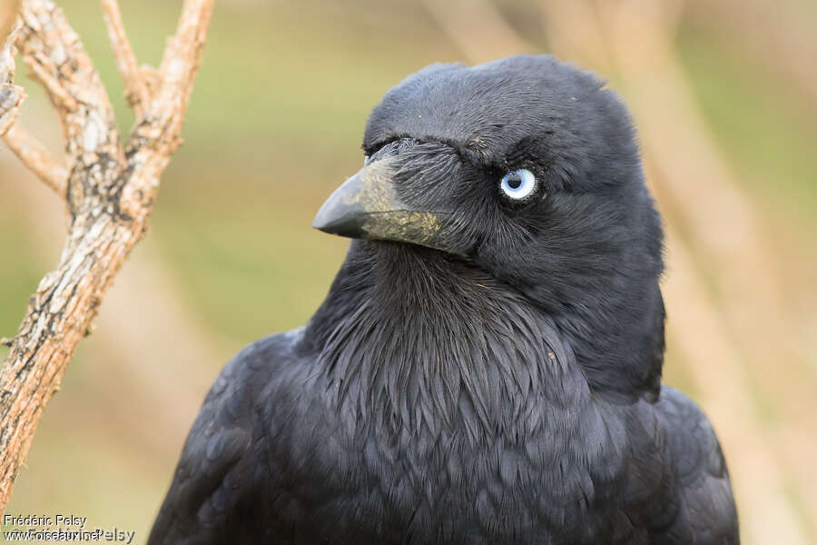 Little Ravenadult, identification