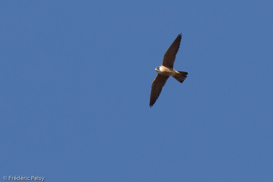 Australian Hobby, Flight