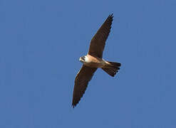 Australian Hobby