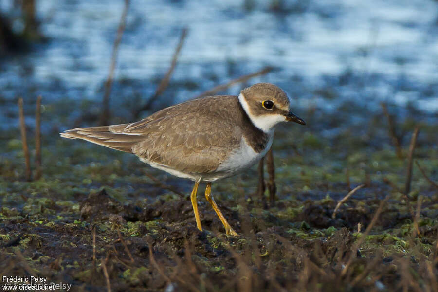 Little Ringed Ploverjuvenile, identification