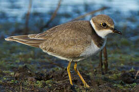 Little Ringed Plover