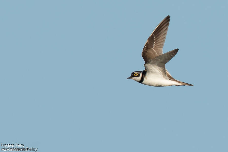 Little Ringed Plover female adult, Flight