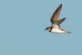 Little Ringed Plover