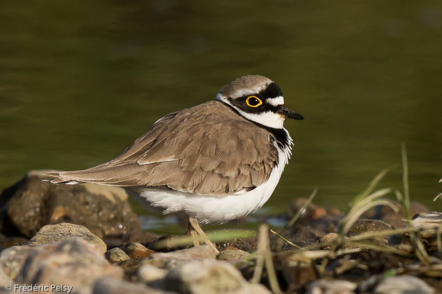 Little Ringed Ploveradult