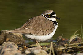 Little Ringed Plover