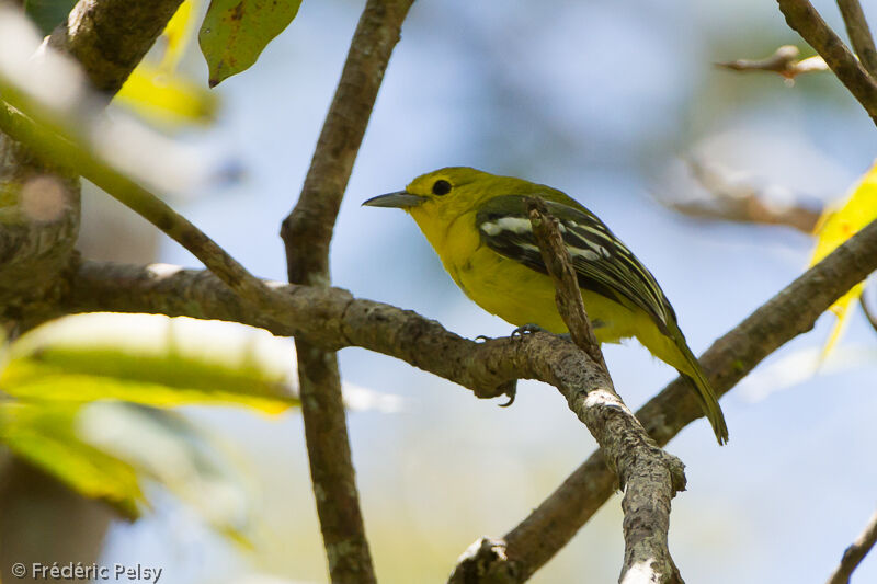 Common Iora