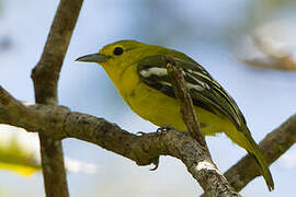 Common Iora