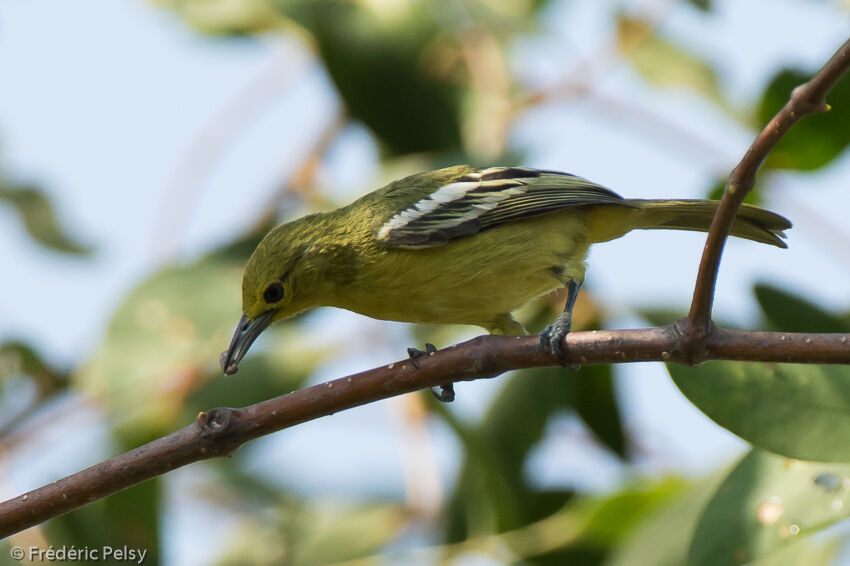 Common Iora female adult, identification