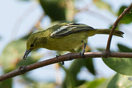 Common Iora