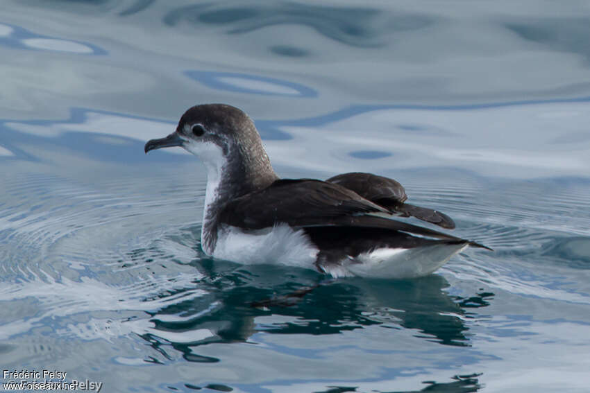 Petit Puffin, identification