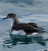 Little Shearwater