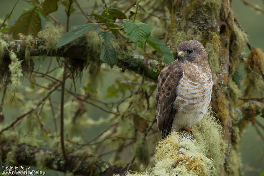 Broad-winged Hawkadult, close-up portrait