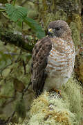 Broad-winged Hawk