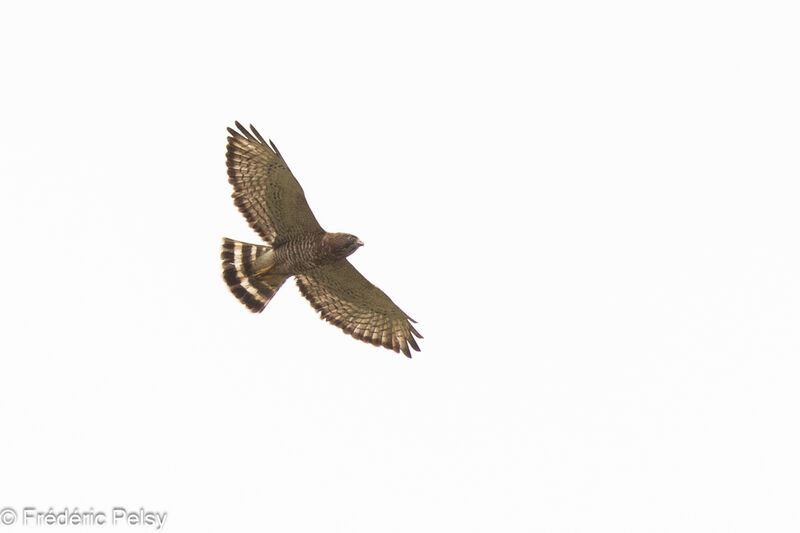 Broad-winged Hawk, Flight