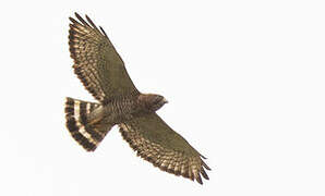 Broad-winged Hawk