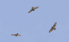 Broad-winged Hawk