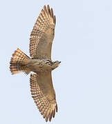 Broad-winged Hawk