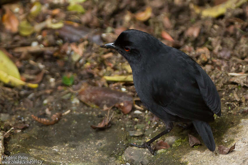 Lesser Melampitta male adult