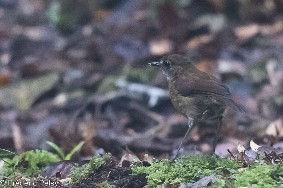 Lesser Ground Robin