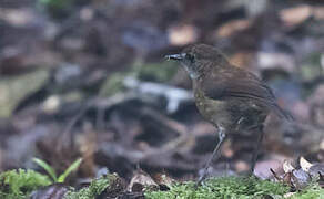 Lesser Ground Robin