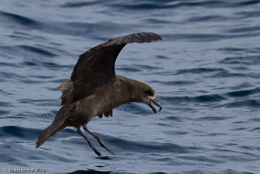 Grey-faced Petreladult, identification