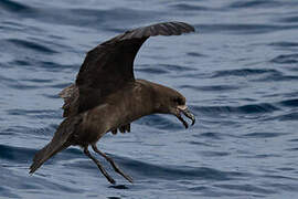 Grey-faced Petrel