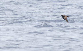 Bulwer's Petrel