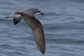 Cook's Petrel