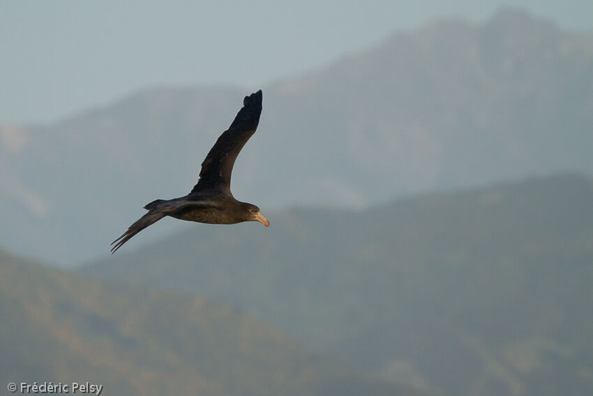 Northern Giant Petrel