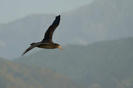 Northern Giant Petrel