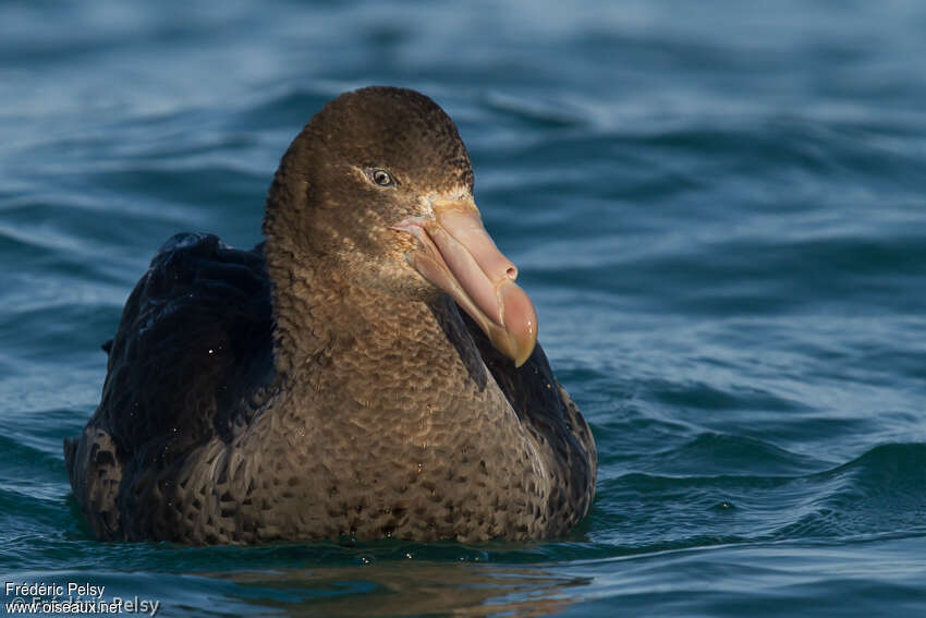 Northern Giant Petrel