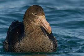 Northern Giant Petrel